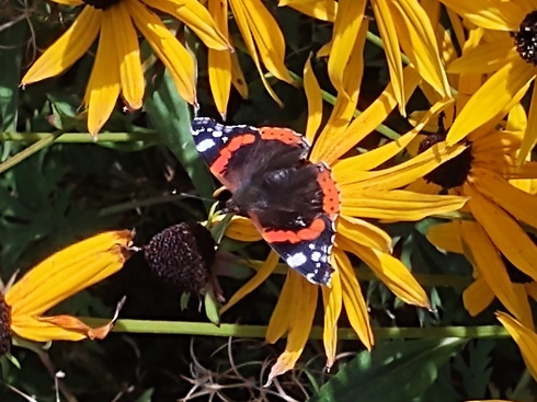 Silver grey freshwater pearl bracelet